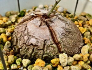 AtJTb (fBIXRA Gt@eBxX) B