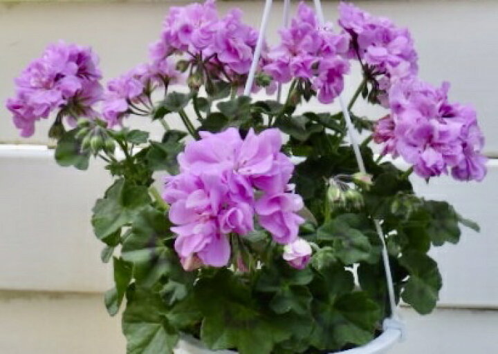 楽天市場 アイビーゼラニウム カラーケード ラベンダーブルー Gardenshop Lacotto