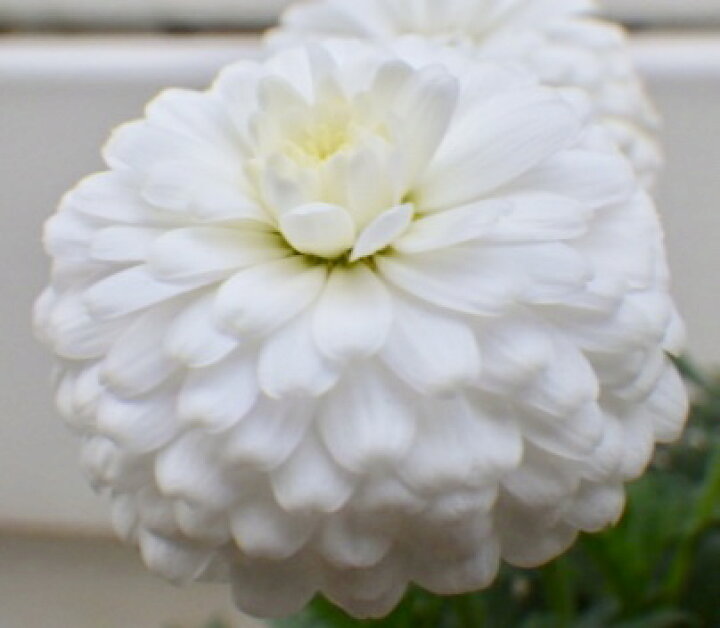 楽天市場 マーガレット マルコロッシ Gardenshop Lacotto