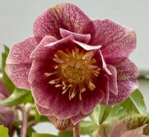 NX}X[Yc Of[VI[A×كsReB