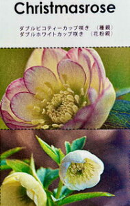 NX}X[Yc a sReBJbvDD×zCgJbvDD