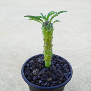 tؗ@[tHrA@A@rU[vc@T{e@AKx@򍪐A@[tHrA@񂹐A@CeA@ϗtA@@G