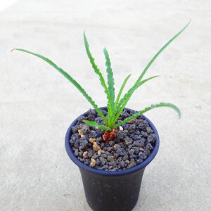 クリスパ レデボウリア ビザールプランツ 球根植物 多肉植物 サボテン アガベ 塊根植物 ユーフォルビア 寄せ植え インテリア 観葉植物 おしゃれ 雑貨