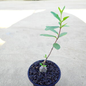 火星人(フォッケア・エデュリス) 多肉植物 ビザールプランツ サボテン アガベ 塊根植物 ユーフォルビア 寄せ植え インテリア 観葉植物 おしゃれ 雑貨