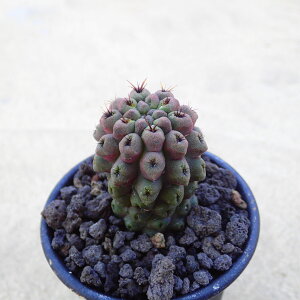 fBtXij@qzJN^X@rU[vc@A@T{e@AKx@򍪐A@[tHrA@񂹐A@CeA@ϗtA@@G