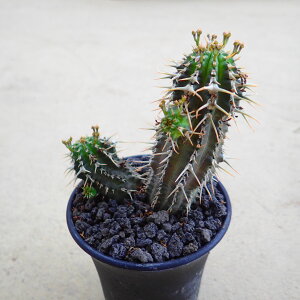 フィリプシオイデス 多肉植物 ビザールプランツ サボテン アガベ 塊根植物 ユーフォルビア 寄せ植え インテリア 観葉植物 おしゃれ 雑貨