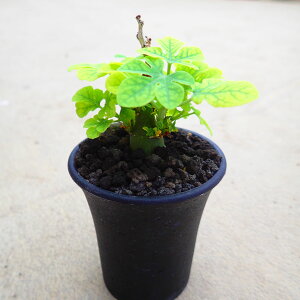 OEJ@AfjA@rU[vc@A@T{e@AKx@򍪐A@[tHrA@񂹐A@CeA@ϗtA@@G