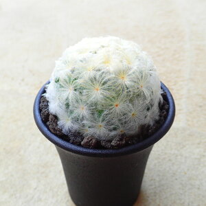 @}~A@A@rU[vc@T{e@AKx@򍪐A@[tHrA@񂹐A@CeA@ϗtA@@G