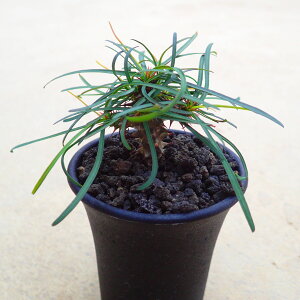 SbhbxC@[tHrA@A@rU[vc@T{e@AKx@򍪐A@@񂹐A@CeA@ϗtA@@G