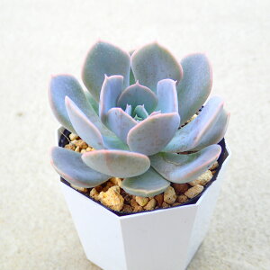 j[@GPxA@A@T{e@AKx@򍪐A@[tHrA@񂹐A@CeA@ϗtA@@G