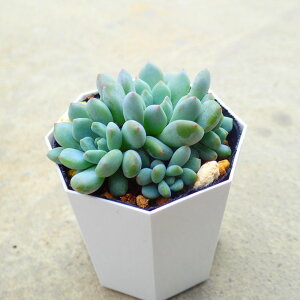 AGi@GPxA@A@񂹐A@CeA@ϗtA@@G