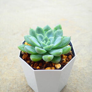 GT@GPxA ؍c@A@񂹐A@CeA@ϗtA@@G