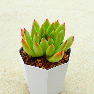 NX}X@GPxA@A@T{e@AKx@򍪐A@[tHrA@񂹐A@CeA@ϗtA@@G