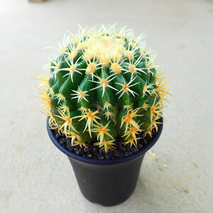 O\j[iZh́j@GLmJN^X@A@T{e@AKx@򍪐A@[tHrA@񂹐A@CeA@ϗtA@@G