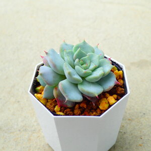 Kiss エケベリア 多肉植物 寄せ植え インテリア 観葉植物 おしゃれ 雑貨