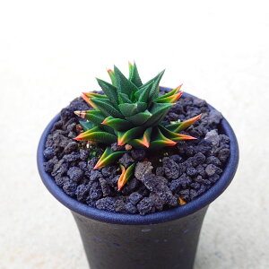 ܏d̓@nI`A@A@rU[vc@T{e@AKx@򍪐A@[tHrA@񂹐A@CeA@ϗtA@@G