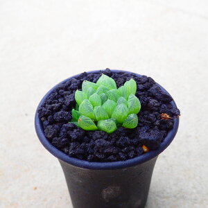 Iuc[T@nI`A@t@A@rU[vc@T{e