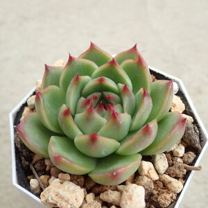 bhR@GPxA@A@T{e@AKx@򍪐A@[tHrA@񂹐A@CeA@ϗtA@@G