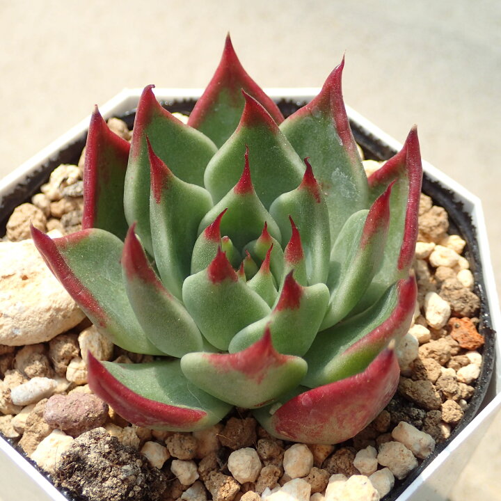 楽天市場】スーパーベル エケベリア 多肉植物 寄せ植え インテリア 
