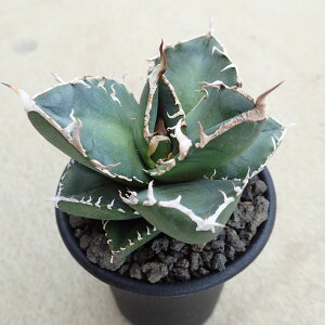 `^m^@SAD@AtJ_CAh@A@rU[vc@T{e@AKx@򍪐A@[tHrA@񂹐A@CeA@ϗtA@@G