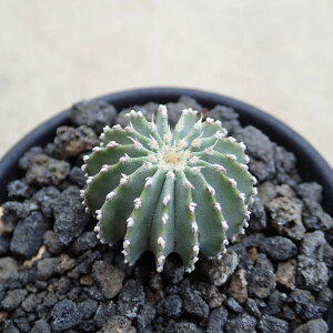 LVJ[i@QIqgjA@@A@rU[vc@T{e@AKx@򍪐A@[tHrA@񂹐A@CeA@ϗtA@@G