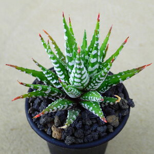 `xo@nI`A@dt@A@rU[vc@T{e@AKx@򍪐A@[tHrA@񂹐A@CeA@ϗtA@@G