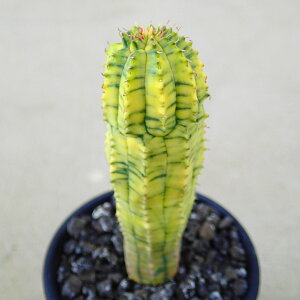 gL@[tHrA@A@rU[vc@T{e@AKx@򍪐A@[tHrA@񂹐A@CeA@ϗtA@@G