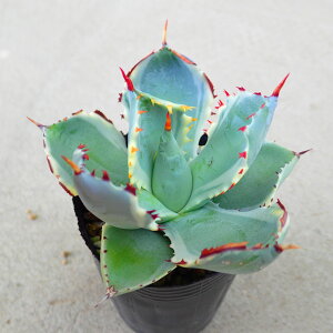 JugKj@AKx@A@rU[vc@T{e@AKx@򍪐A@[tHrA@񂹐A@CeA@ϗtA@@G