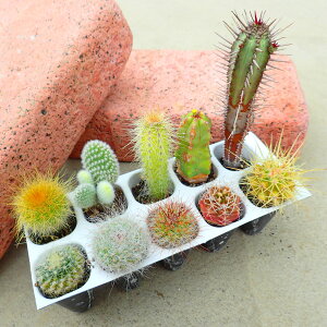 ~jT{e10Zbg@񂹐A@A@T{e