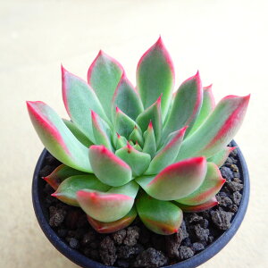 マルベリー(レディーバードオリジナル) エケベリア 多肉植物 サボテン アガベ 塊根植物 ユーフォルビア 寄せ植え インテリア 観葉植物 おしゃれ 雑貨 プレゼント ミニ