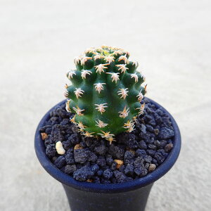 r[u[@sO}GIZEX@@A@rU[vc@T{e@AKx@򍪐A@[tHrA@񂹐A@CeA@ϗtA@@G