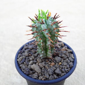 z_@[u^Cv@A@rU[vc@T{e@AKx@򍪐A@[tHrA@񂹐A@CeA@ϗtA@@G