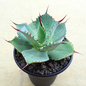 |^g@A@T{e@AKx@򍪐A@[tHrA@񂹐A@CeA@ϗtA@@G