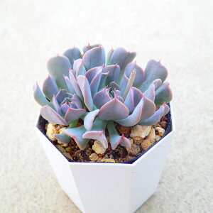 {[V@GPxA@A@T{e@AKx@򍪐A@[tHrA@񂹐A@CeA@ϗtA@@G