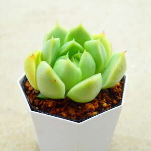 アイスローズ エケベリア 多肉植物 寄せ植え インテリア 観葉植物 おしゃれ 雑貨