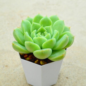 }I@GPxA A@񂹐A@CeA@ϗtA@@G