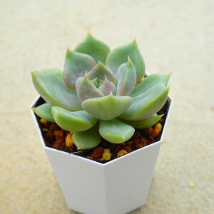 ルビーパステル エケベリア 多肉植物 サボテン アガベ 塊根植物 ユーフォルビア 寄せ植え インテリア 観葉植物 おしゃれ 雑貨 韓国苗