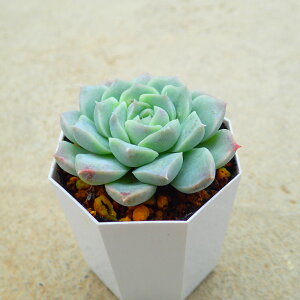 クリームローズ エケベリア 多肉植物 寄せ植え インテリア 観葉植物 おしゃれ 雑貨