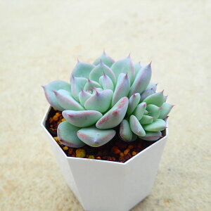 リンゼアナ2 エケベリア 多肉植物 サボテン アガベ 塊根植物 ユーフォルビア 寄せ植え インテリア 観葉植物 おしゃれ 雑貨