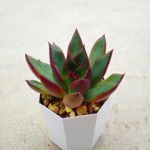 u@GPxA@A@T{e@AKx@򍪐A@[tHrA@񂹐A@CeA@ϗtA@@G