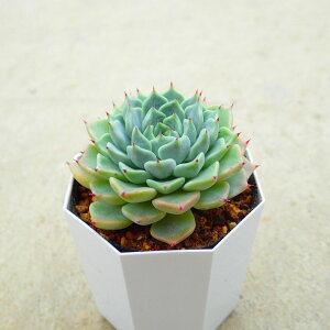 TP@GPxA@A@񂹐A@CeA@ϗtA@@G