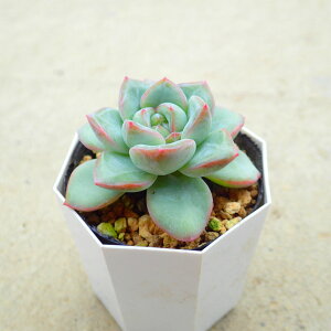 アマビレ エケベリア 多肉植物 サボテン アガベ 塊根植物 ユーフォルビア 寄せ植え インテリア 観葉植物 おしゃれ 雑貨