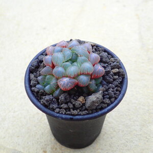 雫石 ハオルチア 軟葉 多肉植物 サボテン アガベ 塊根植物 ユーフォルビア 寄せ植え インテリア 観葉植物 おしゃれ 雑貨