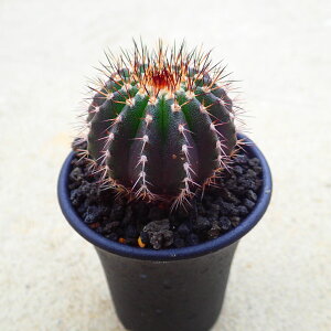 yN`jtF@[x}jA@A@rU[vc@T{e@AKx@򍪐A@[tHrA@񂹐A@CeA@ϗtA@@G