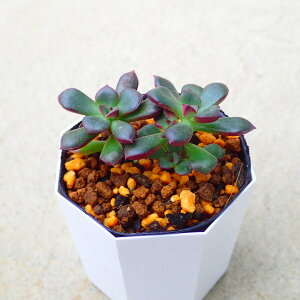 森の妖精 エケベリア 多肉植物 サボテン アガベ 塊根植物 ユーフォルビア 寄せ植え インテリア 観葉植物 おしゃれ 雑貨