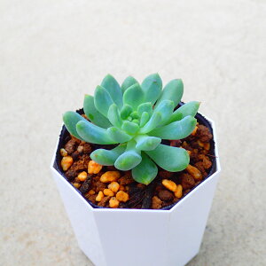 ブルーエルフ エケベリア 多肉植物 サボテン アガベ 塊根植物 ユーフォルビア 寄せ植え インテリア 観葉植物 おしゃれ 雑貨