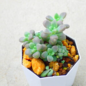 PH@Ovgy^@A@T{e@AKx@򍪐A@[tHrA@񂹐A@CeA@ϗtA@@G