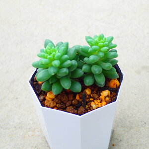 ピンクベリー セダム 多肉植物 サボテン アガベ 塊根植物 ユーフォルビア 寄せ植え インテリア 観葉植物 おしゃれ 雑貨