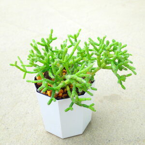 PEXP@@vTX@A@T{e@AKx@򍪐A@[tHrA@񂹐A@CeA@ϗtA@@G