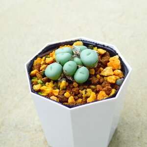 群碧玉 コノフィツム 多肉植物 サボテン アガベ 塊根植物 ユーフォルビア 寄せ植え インテリア 観葉植物 おしゃれ 雑貨